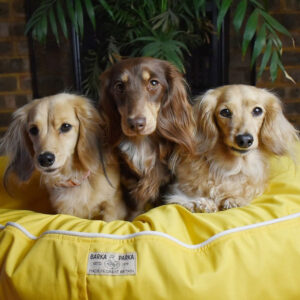 eco-friendly-dog-bed-yellow-and-cream-piping-1